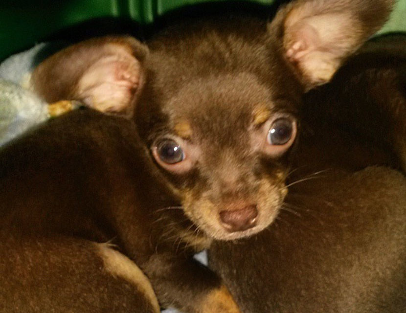 Pic of the Litter: Chewy Jordan Jr.